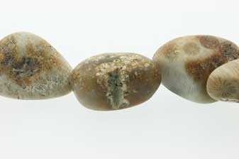 Fossil Coral