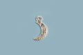 vedhæng, måne, børstet, ca. 11x5 mm, forsølvet med ægte sølv, 2 stk.